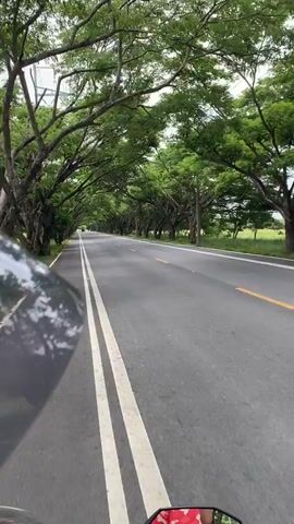 The video shows a POV shot from a vehicle, likely a motorcycle, traveling down a paved road. The road is lined on both sides by large trees with dense green foliage, forming a canopy over the road. The sky is overcast. The road has a double white line in the center and a yellow line on the right side. In the foreground, a small portion of the vehicle's red and white patterned seat is visible. The vehicle appears to be in motion.
