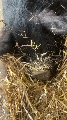 The video shows the head and shoulders of a black pig nestled in straw. The pig appears to be sleeping or resting, with its snout partially buried in the straw. The straw is light brown and scattered around the pig's head. Some pieces of straw are also resting on the pig's fur. The pig's ears are visible and relaxed. The ground beneath the straw is visible in a few places, appearing to be a light gray concrete surface. The lighting suggests the scene is outdoors in daylight.