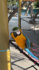 Colorful macaw spotted on Maldives beach in Himmafushi