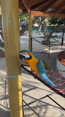 Colorful macaw spotted on Maldives beach in Himmafushi