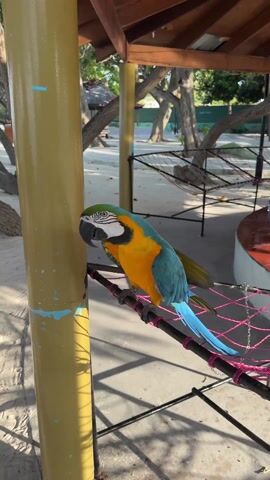 The video shows a close-up view of a vibrant blue and yellow macaw perched on a wooden bar. The bird has a green patch on its head and a white face with black markings around its eyes. It is positioned next to a thick, yellow pole, part of a structure that appears to be an open-air pavilion. In the background, there is a sandy area, trees, and what looks like a hammock. The macaw caws audibly, and the camera focuses on its head and upper body, capturing the details of its plumage and facial features.