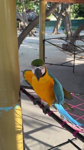 Colorful macaw spotted on Maldives beach in Himmafushi