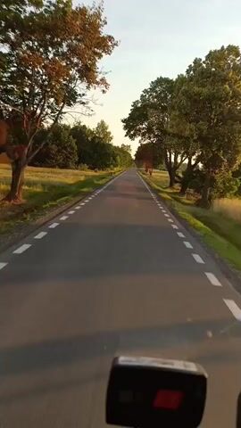 The video shows a first-person perspective of a road journey. The road is paved with asphalt and has white dashed lines marking the lanes. The scene is set in a rural area with trees and fields on either side. The sun appears to be setting, casting long shadows and a warm glow on the landscape. The camera is mounted on a vehicle, as suggested by the presence of what appears to be a camera or device in the foreground. The sky is clear with a few faint clouds. The overall impression is one of a peaceful drive through the countryside during golden hour.