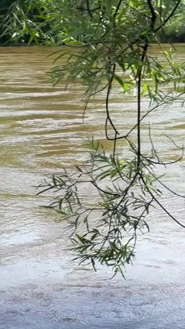 A close-up shot of a tree branch with green leaves hangs over a murky brown river. The water has ripples and reflects the light. The branch sways gently in the breeze.