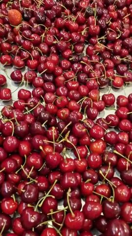 A close-up shot shows a pile of fresh, dark red cherries. A hand is visible, holding a few of the cherries, showcasing their size and glossy appearance. The background is a blurred continuation of the cherry pile.