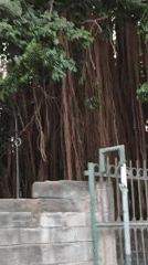 Motorcycle convoy rolls past a banyan tree in Kediri City