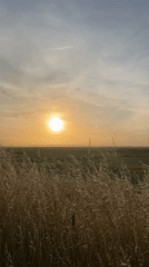 Sheep graze in early morning fields near Mont-Saint-Michel