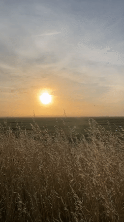 Sheep graze in early morning fields near Mont-Saint-Michel