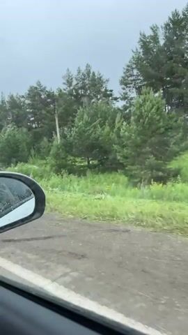 The video shows a car that has crashed off the side of a rural dirt road. The car is partially obscured by dense green foliage and appears to be resting on its side or upside down. A person wearing a yellow and green uniform, possibly a police officer or emergency responder, is standing near the crashed vehicle. The surrounding environment is characterized by lush vegetation, including tall grass and numerous trees, suggesting a natural, undeveloped area. Overhead power lines are visible in the background, indicating the presence of infrastructure nearby. The weather appears overcast or rainy, with visible wind gusts bending the trees and grass. The perspective suggests the video is being filmed from another vehicle moving past the scene.