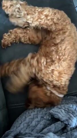 A brown, curly-haired dog wearing a pink collar lies on a dark gray couch, wiggling and squirming, with a gray textured blanket visible in the foreground.