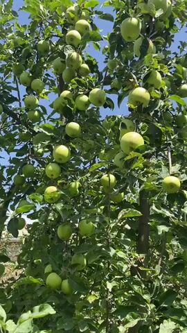 A video shows an apple tree laden with green apples. The tree is tall and bushy, with many branches covered in green leaves. The apples are of varying sizes, and some are clustered together. The sky is blue and clear, suggesting a sunny day. The background is slightly blurred but appears to be an outdoor setting with other vegetation.