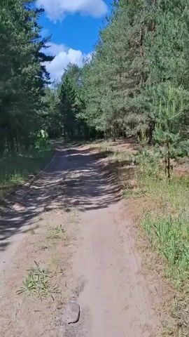 The video shows a dirt road through a forest. The road is flanked by tall pine trees, their green needles creating a canopy overhead. Sunlight filters through the trees, casting shadows on the sandy path. The sky is blue with a few white clouds. The video appears to be shot from a moving perspective, possibly from a vehicle or while walking.