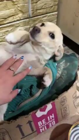 A person pets a small, light-colored dog lying on its back in a cardboard box. The dog is on top of a green fabric and appears relaxed as it is being petted on its belly and face. The box has a pink graphic that reads "BE IN." The background shows a textured wall and a metal cabinet.