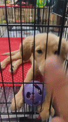 Children visit puppies and kittens at Thailand pet facility