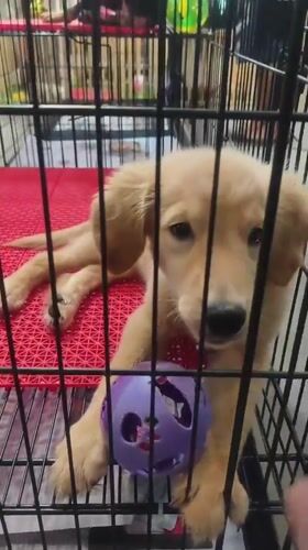 Children visit puppies and kittens at Thailand pet facility