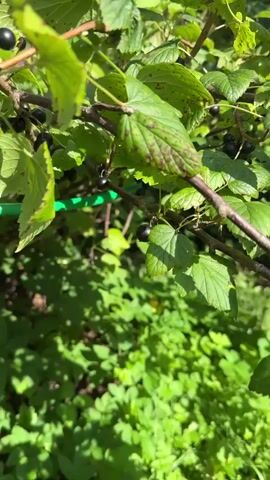 A close-up shot of blackcurrants growing on a branch. The berries are small, round, and dark purple. They are attached to thin stems and hang in clusters. The leaves of the plant are green and somewhat broad, with some showing brown spots. Sunlight filters through the leaves, creating dappled light and shadows. In the background, more green foliage is visible, suggesting a garden or natural setting. The focus is on the berries and the branches of the bush.