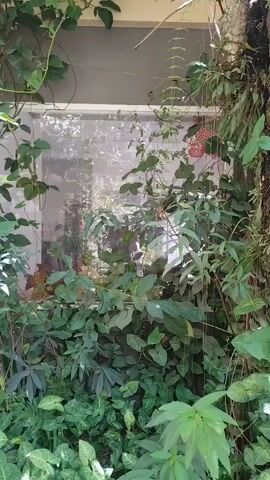 A window is surrounded by lush green plants, some of which are growing inside and others outside. The window reflects the outdoor foliage and trees. A person, partially obscured by plants, can be seen through the window, wearing a red garment and holding a basket. Another person is visible through the window, appearing to be an adult. The overall scene depicts a vibrant, natural setting with a hint of human presence.