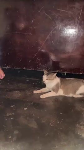 A cat is lying on a dark floor. A hand reaches into the frame and then retracts. A baby is held by a person. The baby is wearing a white tank top and a diaper. The baby has small feet and is looking at the camera. The baby moves their arms.