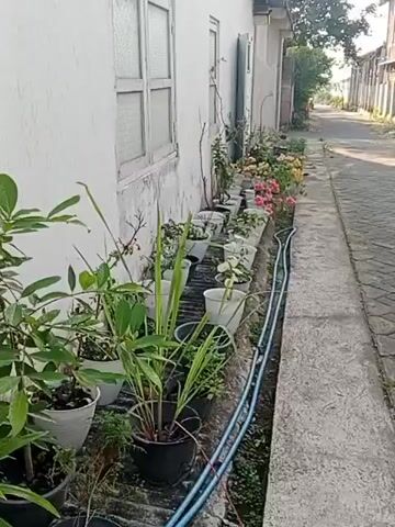 The video shows a row of potted plants situated along the exterior wall of a building. The building has a white facade and windows with translucent panes. The plants include various types of greenery and flowering bushes, with some of the flowers appearing in shades of pink and yellow. A paved pathway runs alongside the row of plants, and a blue hose is visible lying on the ground between the plants and the pathway. In the background, a street or alleyway is visible, lined with buildings and trees. The scene appears to be outdoors during daylight.