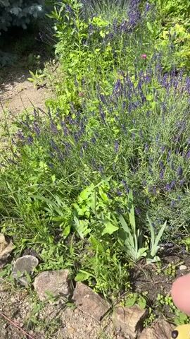 A video shows a close-up view of a garden with blooming lavender plants. The camera pans slightly from left to right, showing the lush green foliage and purple lavender flowers. There are also other green plants and some rocks in the foreground. The background shows more greenery, suggesting a sunny outdoor environment. There are no people or animals visible in the frame.