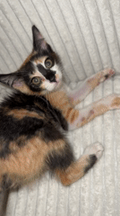 Tri-colored cat observed resting on white striped surface