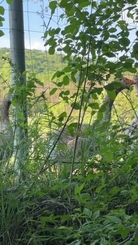 The video shows two geese behind a chain-link fence. The geese are gray and white with orange beaks. They are standing in tall grass and weeds. The camera zooms in on the geese's heads as they look at each other through the fence. There are trees and bushes in the foreground, partially obscuring the view. In the background, there is a green hillside and a blue sky.