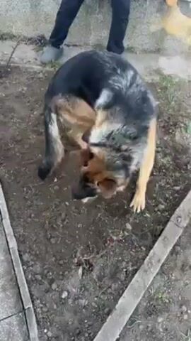 A person in grey sneakers and black pants stands beside a rectangular patch of exposed earth. A medium-sized, black, brown, and white German Shepherd dog is on the patch of ground, rolling around and rubbing its back into the dirt. The patch is surrounded by grey concrete edging. Some sparse green plants are growing nearby.