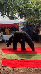 Community gathering features costumed performer in Nigeria
