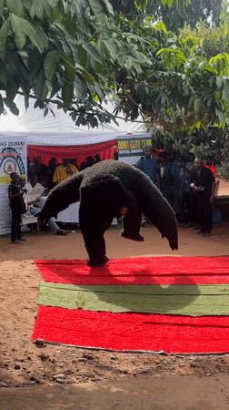 Community gathering features costumed performer in Nigeria