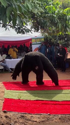 Community gathering features costumed performer in Nigeria