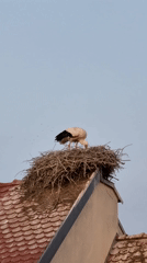 Stork tends nest on German rooftop as birds fly overhead