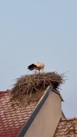 A white stork with black wing tips is standing in a large nest made of sticks on the roof of a building. The roof has red tiles and a light brown chimney. The sky is a pale blue. The stork is bending its head down into the nest, possibly adjusting the structure.