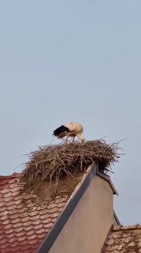 Stork tends nest on German rooftop as birds fly overhead