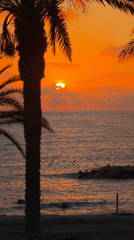 Palm-framed Mediterranean sunset over Hlorakas, Cyprus