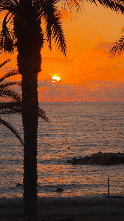 Palm-framed Mediterranean sunset over Hlorakas, Cyprus