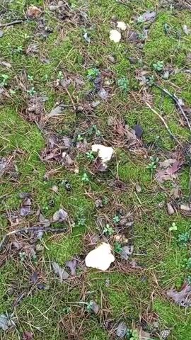 The video shows a ground-level view of a forest floor covered in moss, pine needles, and a scattering of mushrooms. The mushrooms are small and white or off-white, with some clusters of them visible in the foreground and middle ground. The forest itself consists of tall, thin pine trees with a dense undergrowth of young pine saplings. The lighting suggests it is daytime, possibly overcast or late afternoon, as there are no strong shadows. The camera pans slowly across the scene, offering a continuous view of the forest floor and the surrounding trees. No people or animals are visible in the video.