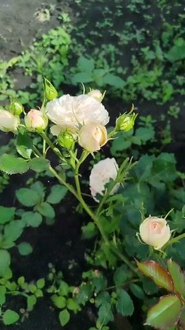 This video captures a close-up view of a rose bush with several pale pink and white blooms and buds. The camera slowly pans across the bush, highlighting the delicate petals and green leaves. The background consists of dark soil with a scattering of small green plants, suggesting an outdoor garden setting. The lighting appears natural, possibly from daylight, creating soft shadows and illuminating the flowers. There are no people or animals visible in the frame, and the focus remains solely on the plant.