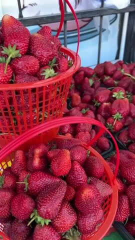 The video shows a market stall displaying a large number of fresh, red strawberries. The strawberries are arranged in two red plastic baskets and several black plastic containers. The baskets are filled to the top and stacked on each other. The containers are spread out on the surface of the stall, each packed with strawberries. The strawberries are bright red and appear to be ripe and juicy. A metal railing is visible behind the strawberries, and a light blue and white sign can be seen in the background.