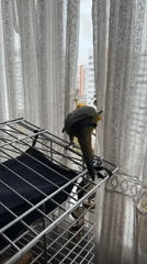 Colorful parrot spotted in Khimki home early morning