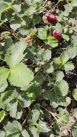 The video shows a close-up, top-down view of a strawberry patch with multiple red strawberries and green leaves. The camera pans slowly across the patch, highlighting the ripe fruit and the foliage. Some of the leaves show signs of minor spotting. The overall impression is of a natural outdoor setting with healthy-looking strawberry plants.