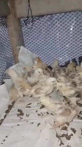Chicks and a casual meal in rural Indonesia