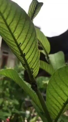 The video shows a close-up of a plant stem with several green leaves. A line of small black ants is visible along the underside of one of the leaves and on the stem. A small cluster of what appears to be a type of insect or sap is present on the stem as well. The background shows a glimpse of a building and other foliage. The scene is bright, seemingly lit by natural sunlight.