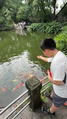 A young boy in a white t-shirt and grey shorts is feeding koi fish in a pond. He is standing by a railing next to a stone pillar. The pond is green and filled with many colorful koi fish. In the background, a group of people are standing on a bridge. Lush green trees and foliage surround the pond.