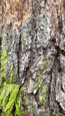 Mother documents forest walk with infant in Chaikovsky Russia