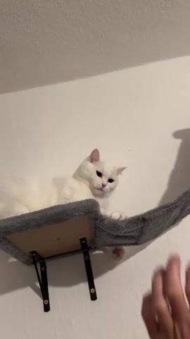 A white cat with light pink ears and dark eyes is resting on a wall-mounted gray cat bed or shelf. The cat bed has a plush surface, a wooden base, and is supported by black metal brackets against a white wall. The cat lies stretched out, observing a human hand that enters the frame from the bottom right. The hand, wearing a black smartwatch, approaches and briefly touches the edge of the cat bed. The cat remains still, watching the hand intently. A faint sound resembling a cat's meow or purr is heard, followed by several electronic sounds that seem to emanate from the smartwatch. The scene takes place indoors, in what appears to be a home in Arzberg, Germany.