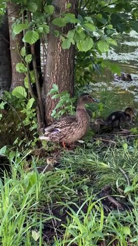 A group of ducks is gathered on the grassy bank of a body of water. The largest duck, presumed to be the mother, stands to the left of the frame. Several smaller ducklings are scattered around her, some preening their feathers and others looking around. In the background, more ducks are visible in the water. The environment appears to be a natural setting with trees and lush vegetation. The lighting suggests it is daytime, possibly late afternoon or early evening. The overall scene depicts a peaceful moment in nature.
