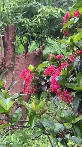 Bird and butterfly share Ixora blooms in Karon garden