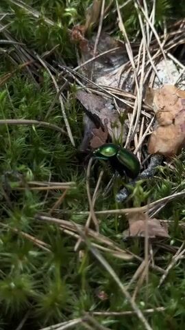 This is a close-up, ground-level shot of a metallic green beetle nestled in lush green moss and pine needles. The beetle is the primary subject, its iridescent exoskeleton catching the light. The background consists of more moss, dry pine needles, and a few fallen leaves, suggesting a forest floor setting. The lighting is bright, indicating it is daytime, likely outdoors in a natural environment. The shallow depth of field blurs the background, drawing attention to the beetle. There are no people visible, nor any text. The activity depicted is simply the beetle existing in its environment. The location cues, such as moss and pine needles, are consistent with a forest or woodland area. The image evokes a sense of nature and the small details of the natural world.