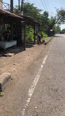 A person is sweeping the ground under a covered structure next to a road. The person is wearing a blue shirt and dark pants. There are several coconuts on the ground near the person. A motorcycle is parked under the structure. Trees and vegetation are visible in the background. The sun is shining.
