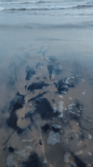 Coastal morning documented through 20 sequential beach observations
